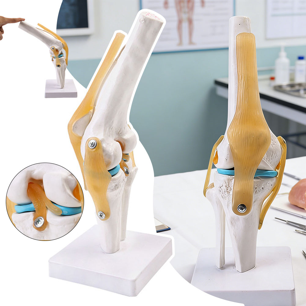 Science Hobbyist - Anatomisches medizinisches Kniegelenkmodell, menschliches Kniegelenkmodell für